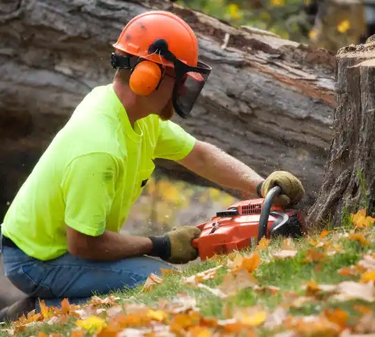 tree services Cloudcroft